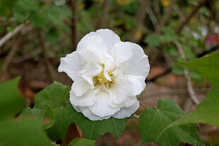白色木芙蓉花