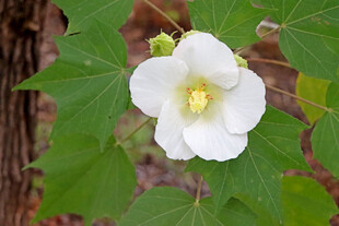 白色木芙蓉花