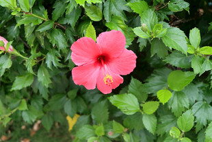 扶桑花
