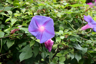 牵牛花
