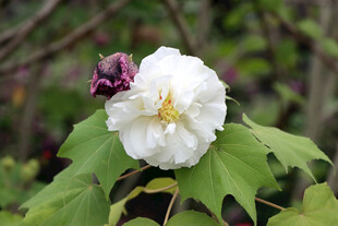 白色木芙蓉花
