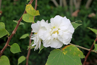 白色木芙蓉花 