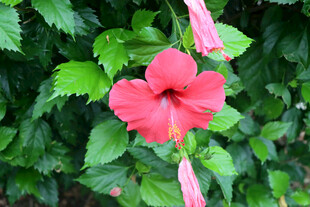 扶桑花