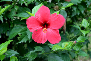 扶桑花