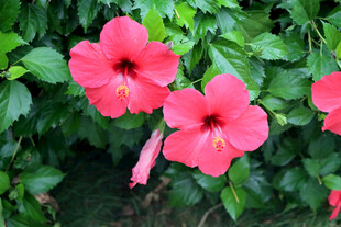 扶桑花