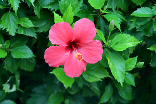 扶桑花
