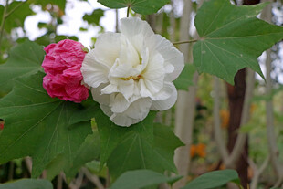 白色木芙蓉花 