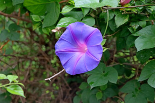 牵牛花