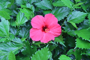 扶桑花