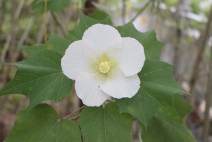 白色木芙蓉花 