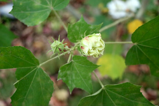 白色木芙蓉花 