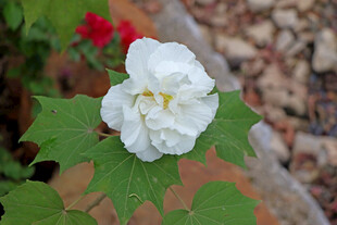 白色木芙蓉花