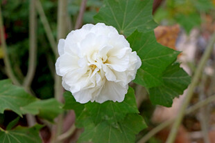 白色木芙蓉花