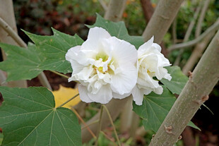 白色木芙蓉花