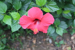 扶桑花