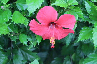 扶桑花
