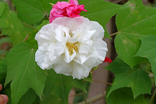 白色木芙蓉花