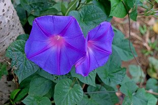 牵牛花