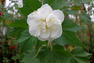 白色木芙蓉花