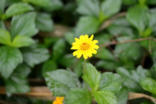 黄色野菊花