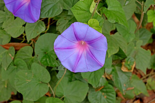 牵牛花