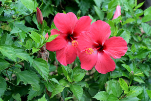 扶桑花