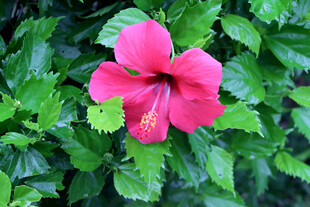 扶桑花