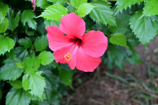 扶桑花