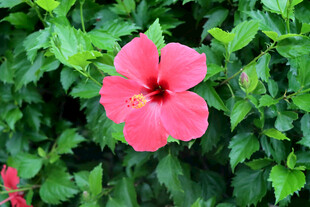 扶桑花
