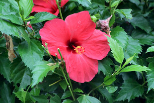 扶桑花