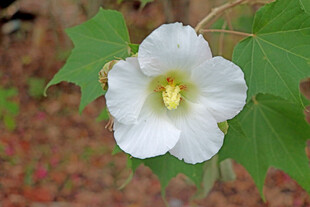白色木芙蓉花