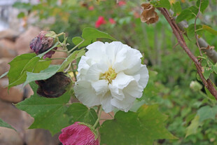 白色木芙蓉花