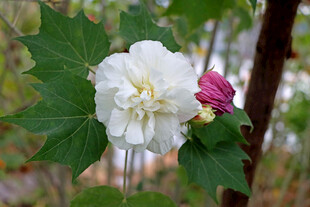 白色木芙蓉花