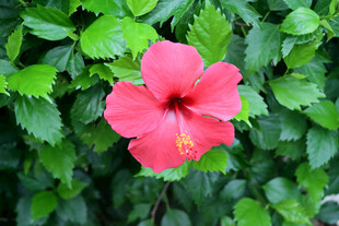 扶桑花