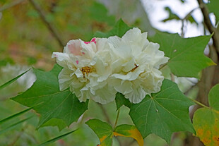白色木芙蓉花