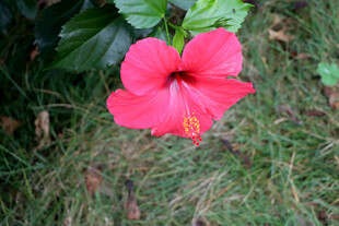 扶桑花