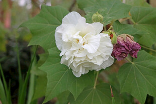 白色木芙蓉花