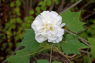 白色木芙蓉花