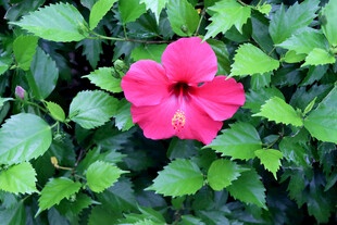 扶桑花
