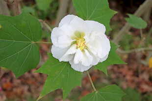 白色木芙蓉花