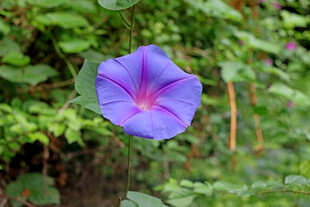牵牛花