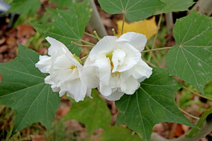 白色木芙蓉花