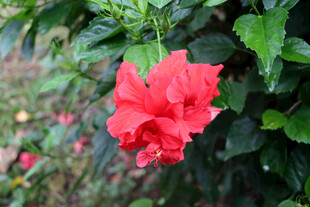 扶桑花
