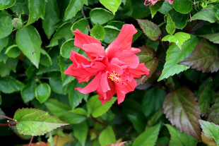 扶桑花