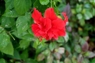 扶桑花
