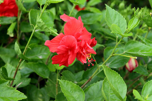 扶桑花