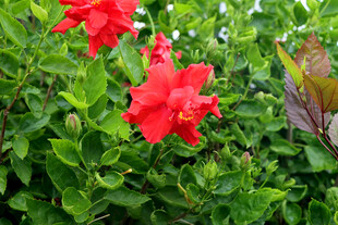 扶桑花