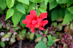 扶桑花