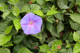 牵牛花