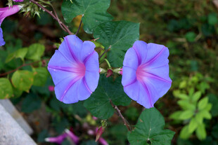牵牛花